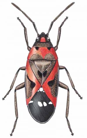 Small Milkweed Bug