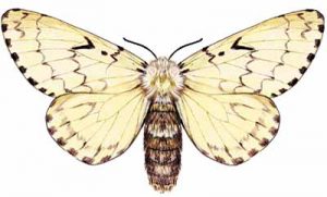 Gypsy Moth