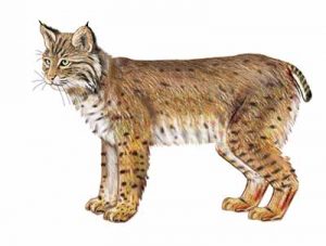 Bobcat