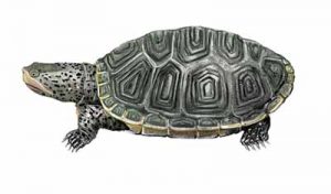 Diamondback Terrapin