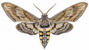 Five-spotted Hawkmoth