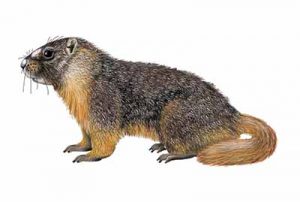 Yellow-bellied Marmot