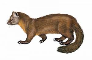 American Marten