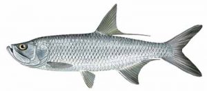 Tarpon