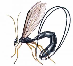 Pigeon Tremex Ichneumon