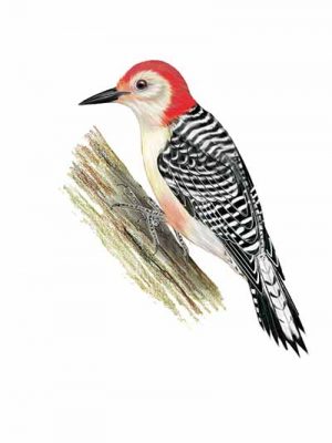 Red-bellied Woodpecker