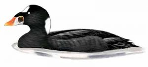 Surf Scoter