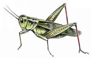 Migratory Grasshopper