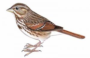 Song Sparrow