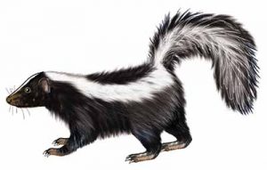 Striped Skunk