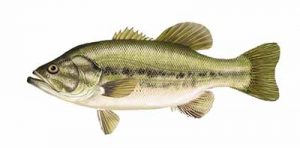 Largemouth Bass