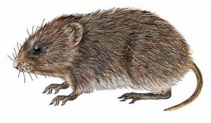 Meadow Vole