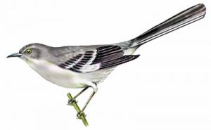 Northern Mockingbird