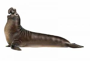 Northern Elephant Seal