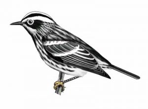 Black-and-white Warbler