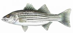 Striped Bass