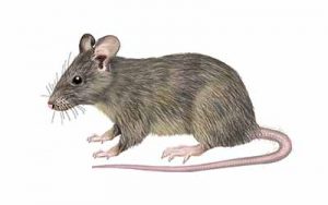 House Mouse