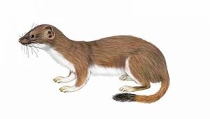 Short-tailed Weasel