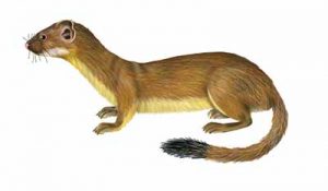 Long-tailed Weasel