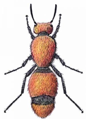 Red Velvet-Ant