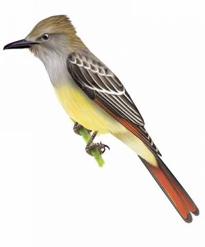 Great Crested Flycatcher