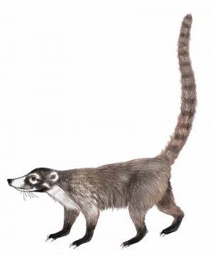 Coati