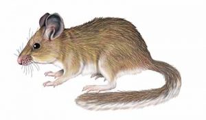 Bushy-tailed Woodrat