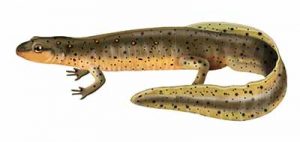 Red-spotted Newt