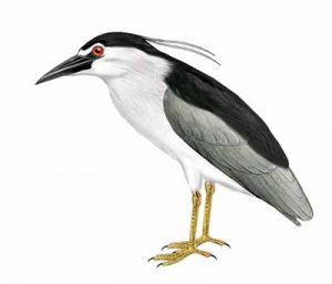 Black-crowned Night-heron