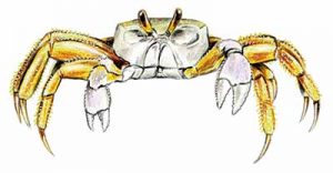 Ghost Crab