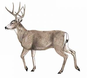 Mule Deer