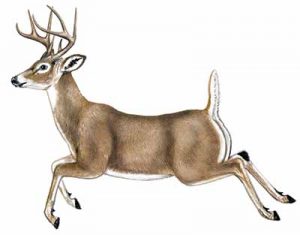 White-tailed Deer