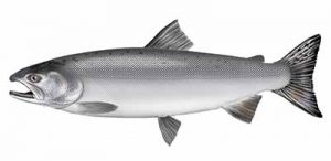 Coho (Silver) Salmon