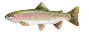 Rainbow Trout