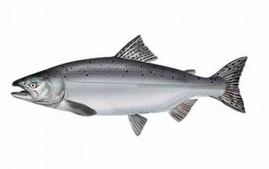 Chinook (King) Salmon