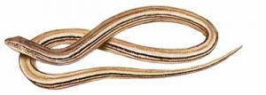 Slender Glass Lizard