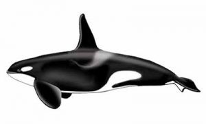 Killer Whale