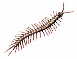 Common House Centipede