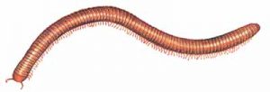 Millipede