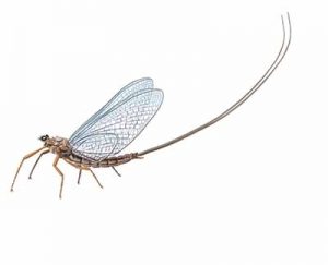 Mayfly