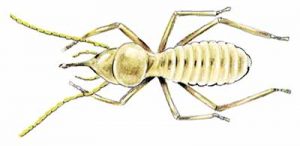 Termite