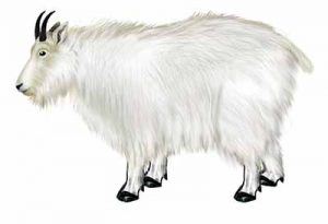 Mountain Goat