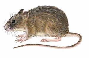 Marsh Rice Rat