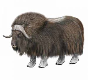 Muskox