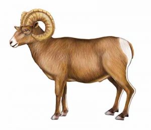 Bighorn Sheep