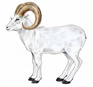 Dall Sheep