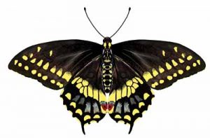 Black Swallowtail