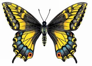 Anise Swallowtail