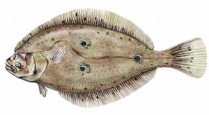 Gulf Flounder