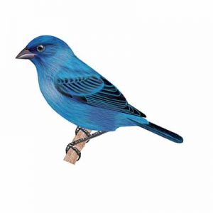 Indigo Bunting